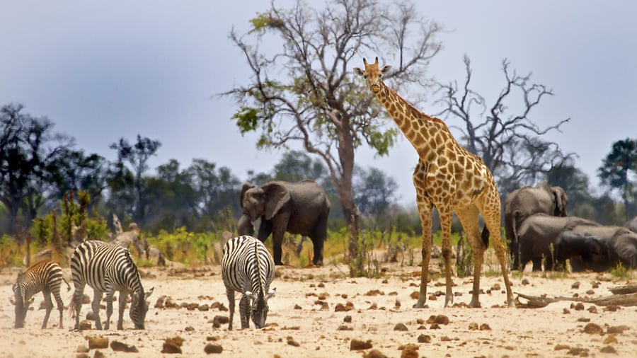 Hwange National Park i Zimbabwe