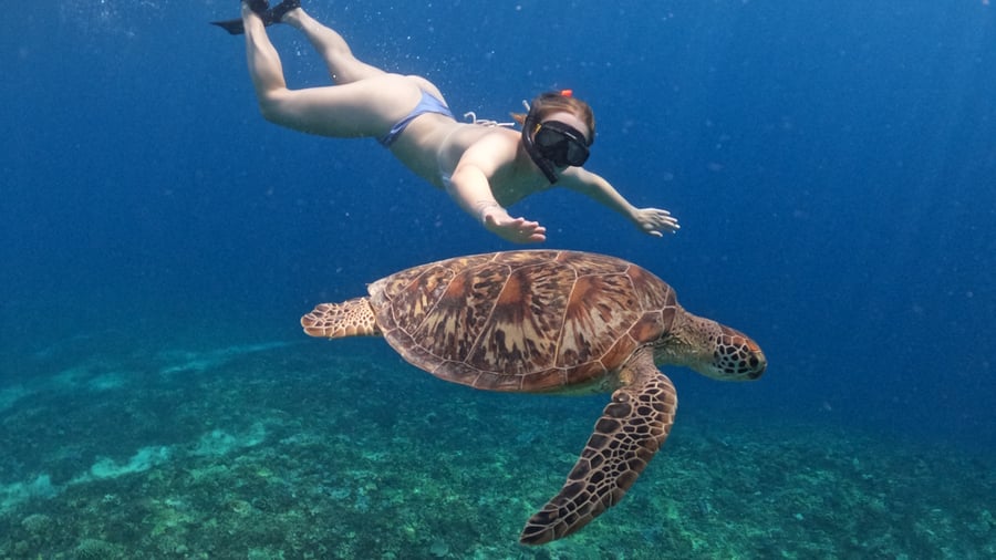 Snorkelling trip to the Tulamben 