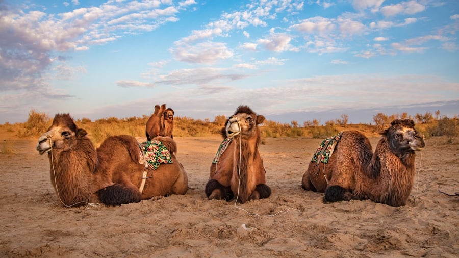 Camels at Aydar Kul