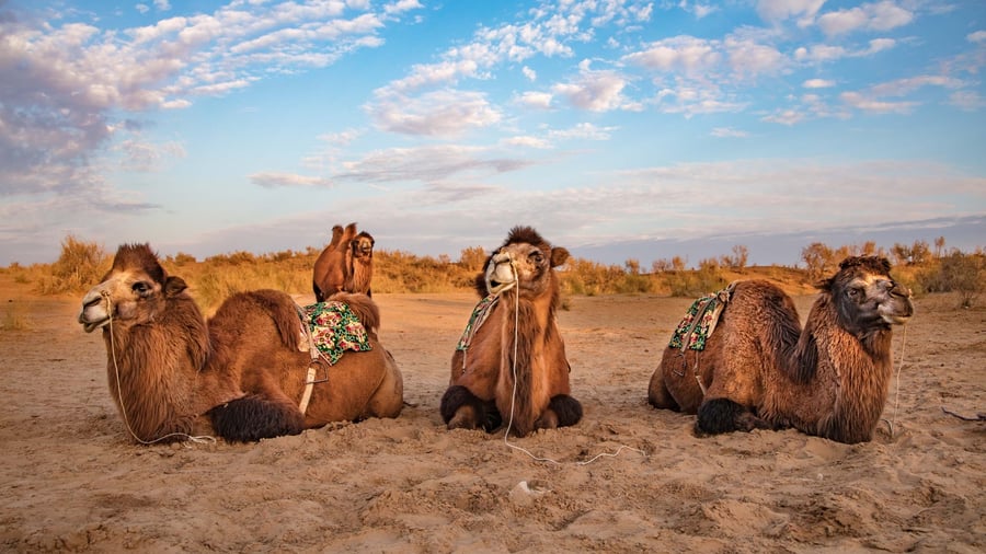 Camels at Aydar Kul