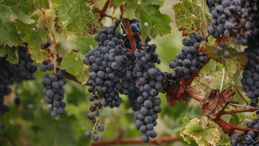 Vinmark i Margaret River