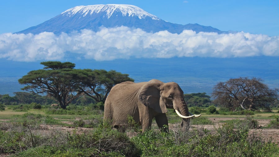 Safari i Amboseli med udsigt til Kilimanjaro