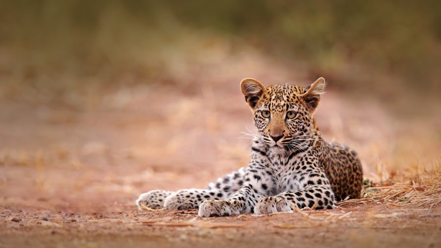 Hwange National Park i Zimbabwe