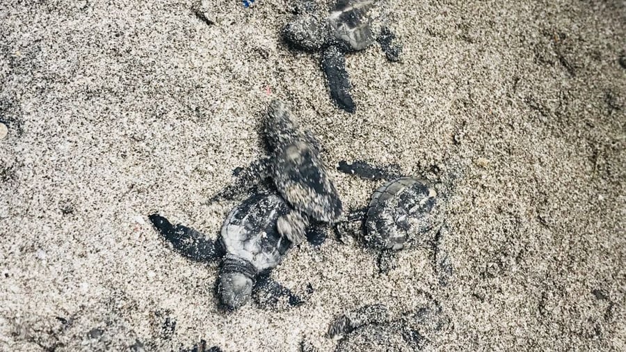 Helping sea turtle hatchlings reach the ocean