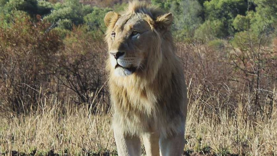 Lion in the grass in Africa