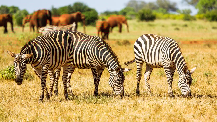 Tsavo West National Park, Kenya