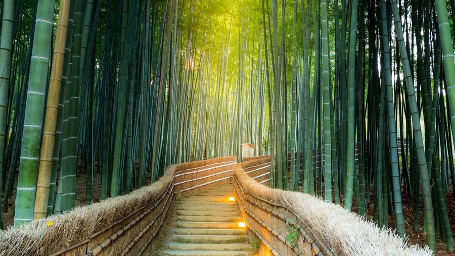 Den fortryllende bambusskov i Arashiyama