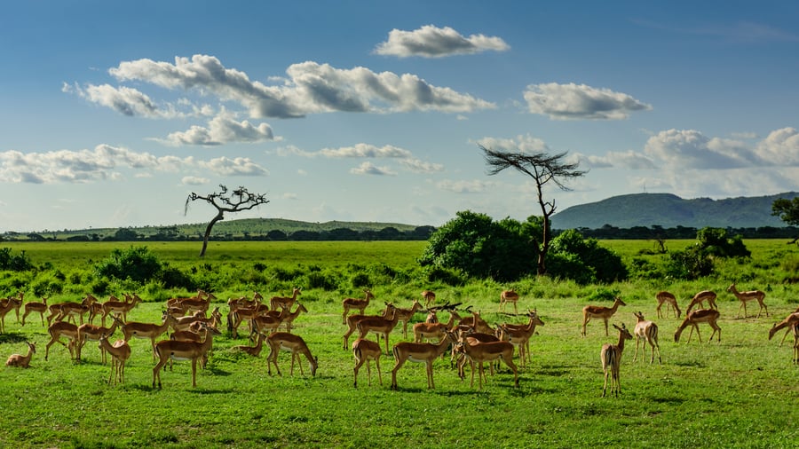 Serengeti National Park, Tanzania
