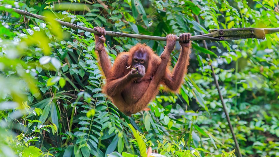 Orangutang