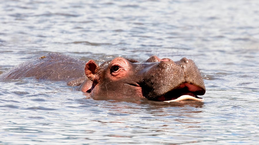 Flodhest i roligt vand på den afrikanske savanne