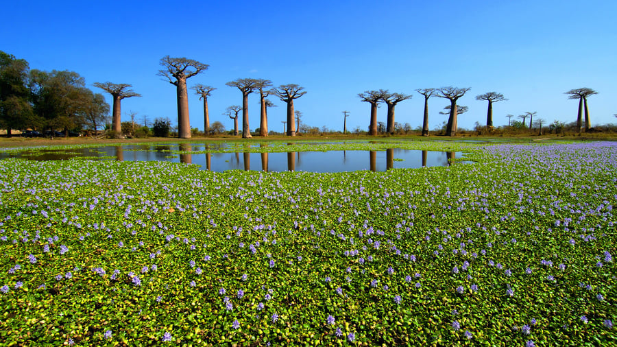 Baobab træer i Madagaskar