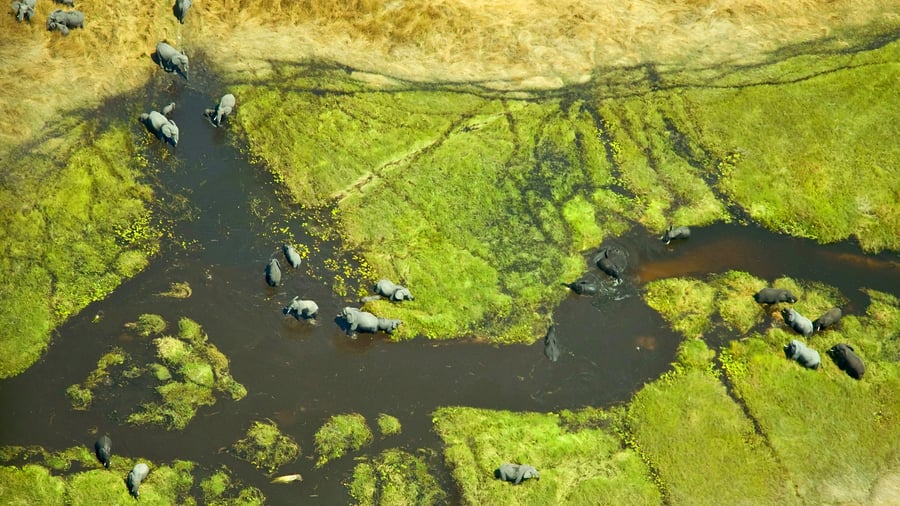 Okavango delta, Botswana