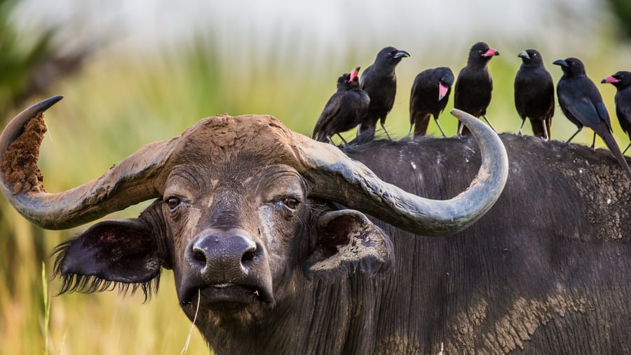 Okse og fugle i samspil på den afrikanske savanne