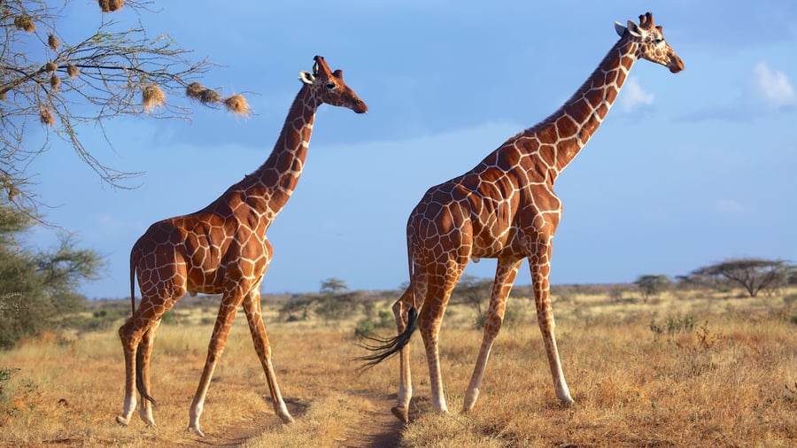 Samburu National Reserve i Kenya