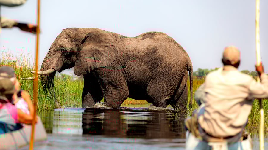 Mokoro tur i Okanvago delta