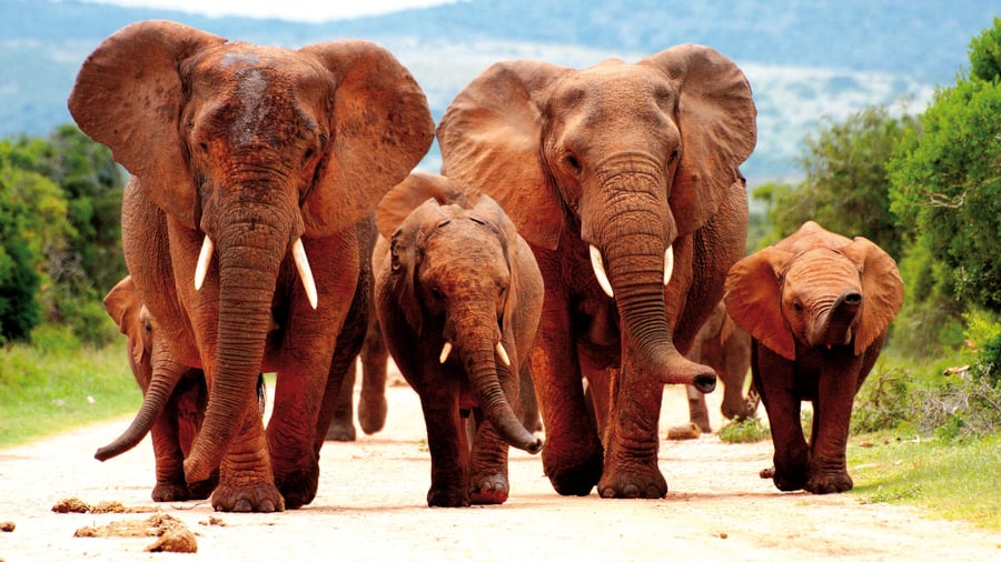 Elefantfamilj i Addo Elephant National Park
