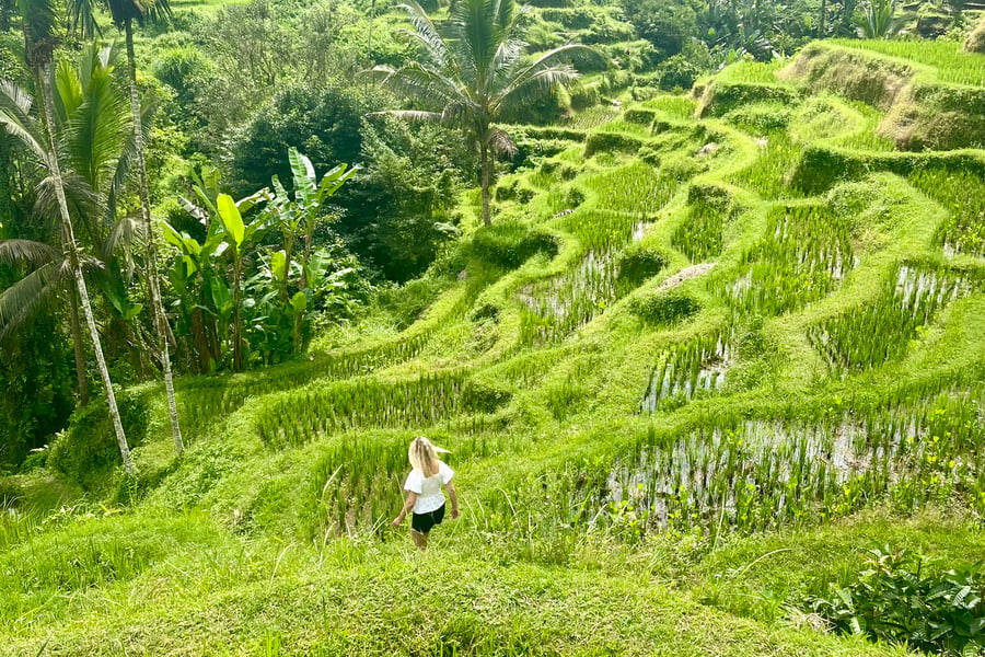 I Ubud hittar du de vackra risfälten. 