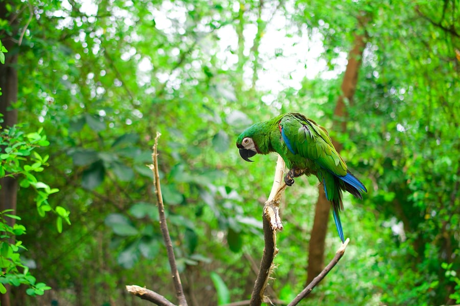 Amazonas regnskog, Peru