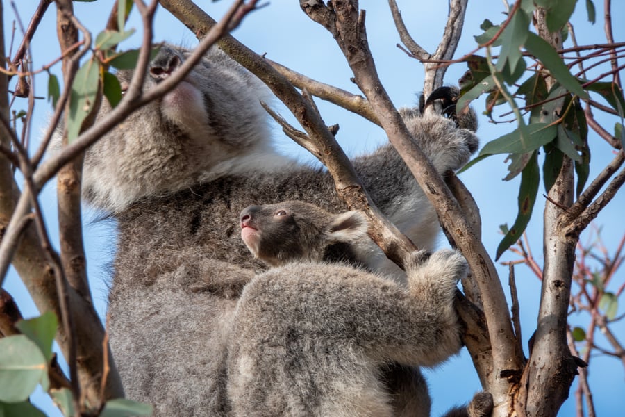 Koalaunge i mors pung