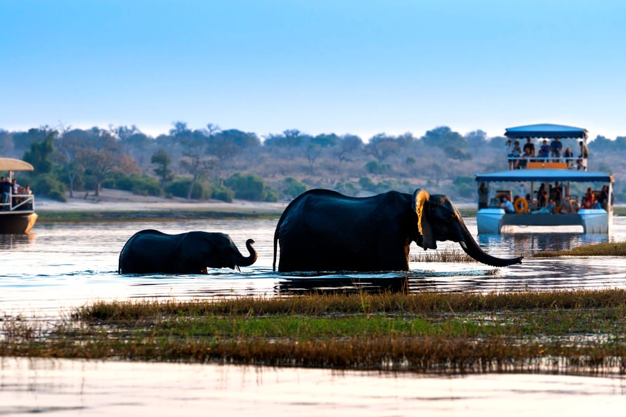Elefanter i Chobe Nationalpark