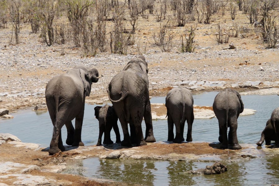 Elefanter ved et vandhul i Etosha Nationalpark