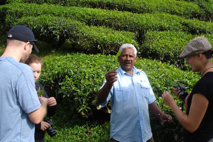 Upplev teplantagerna i Cameron Highlands.