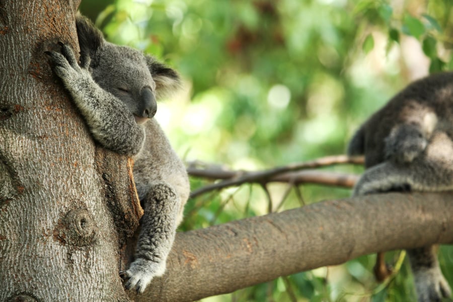 En sovende koala