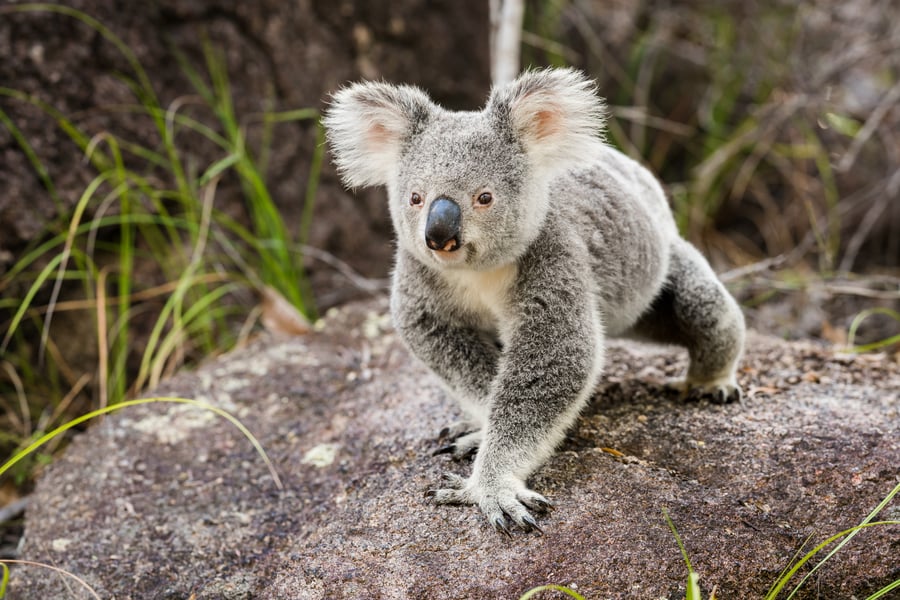 Koala på opdagelse