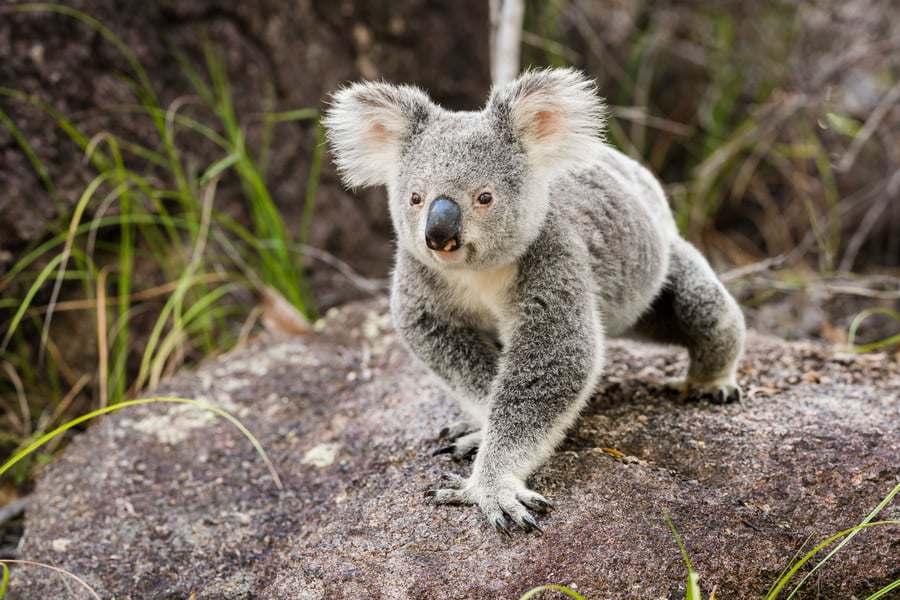 Koala på upptäcktsfärd