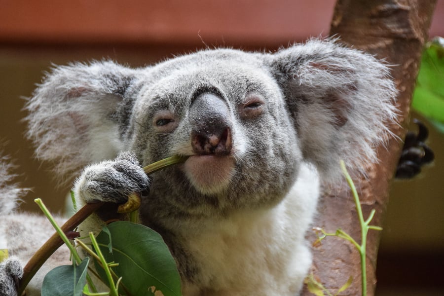 Koalaer spiser udelukkende eukalyptusblade