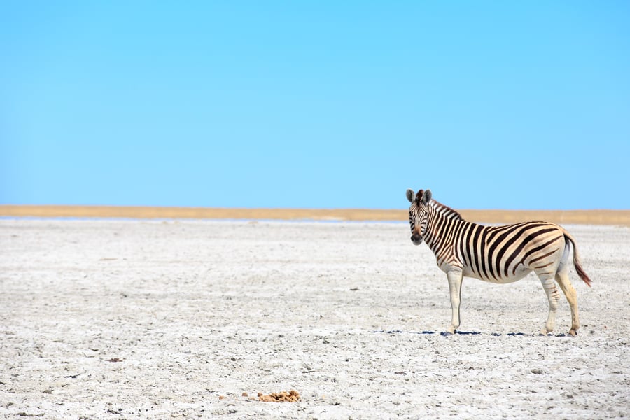 Zebra ved Makgadikgadi-saltsletten