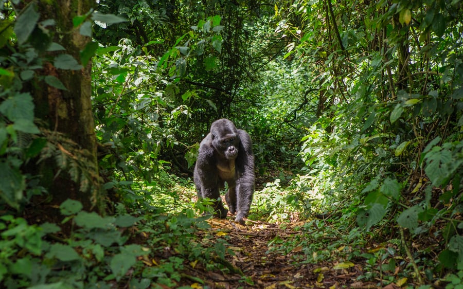 Gorilla-trekking i Uganda