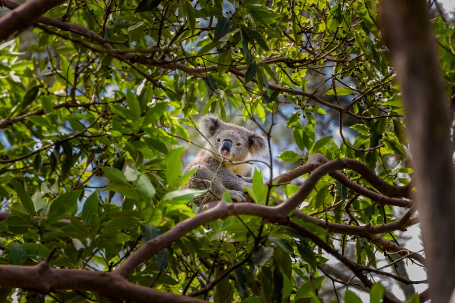 Koala i Australien
