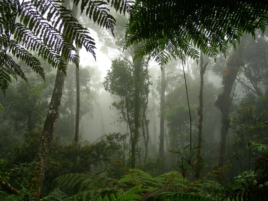 Rainforest in Borneo