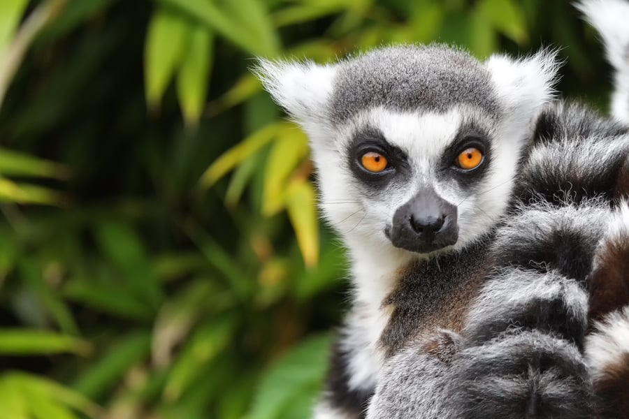 Lemur på Madagaskar