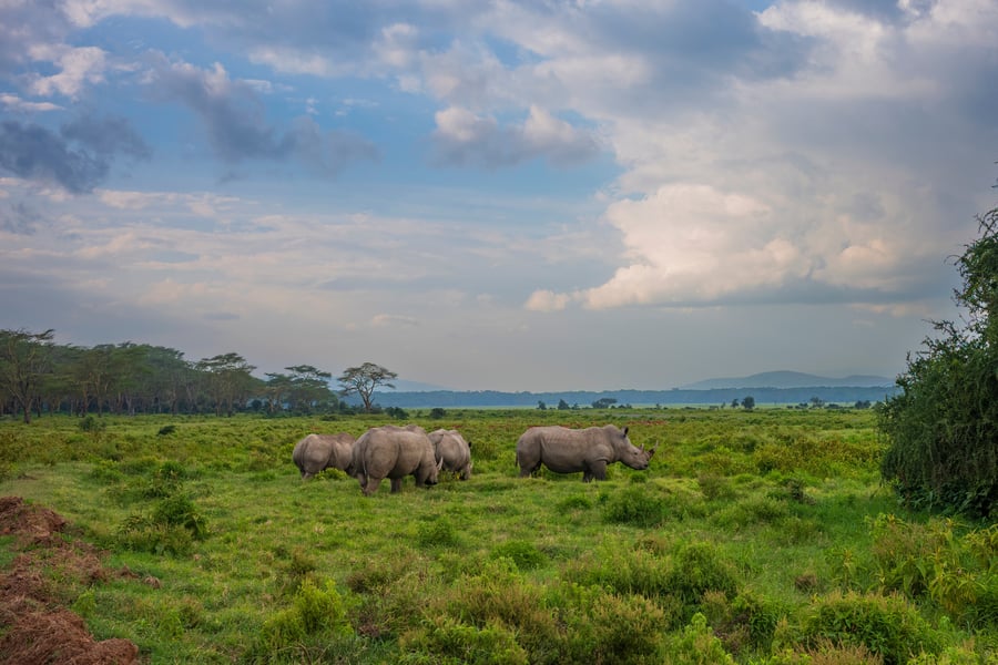 Næsehorn ved Lake Nakuru