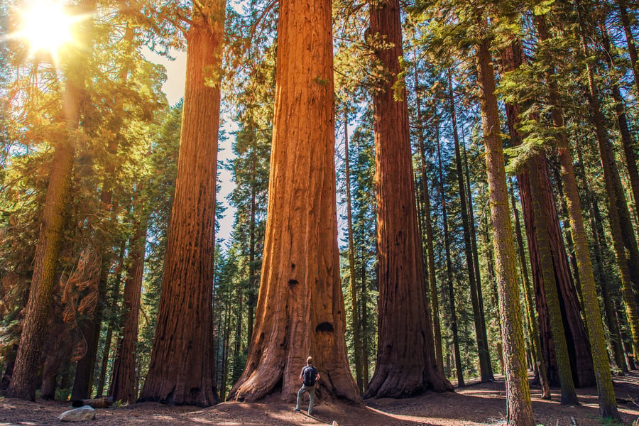 Oplev redwood-træer i Sequoia & Kings Canyon