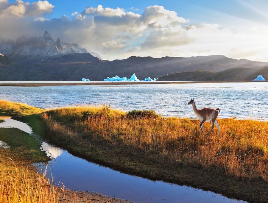 Torres del Paine National Park i Patagonien, Chile