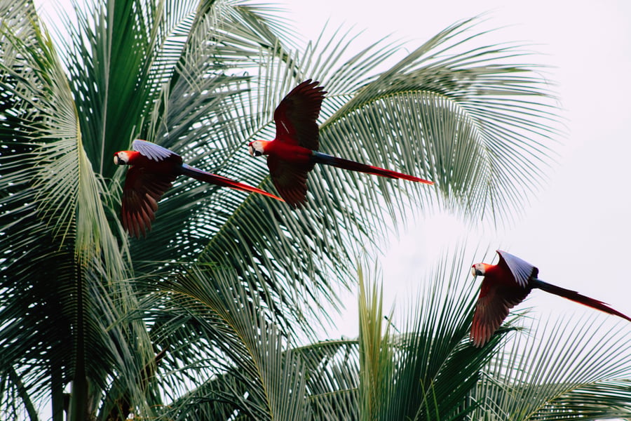 tropical birds, costa rica