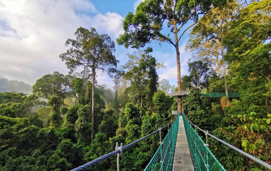 Borneo Rainforest Lodge