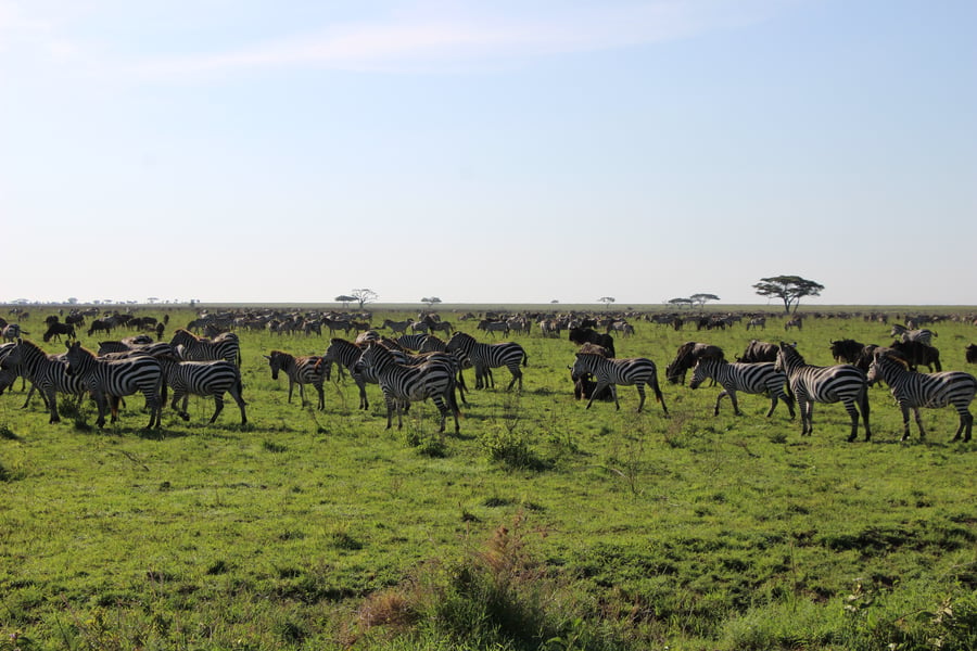 wildlife on the savannah in tanzania