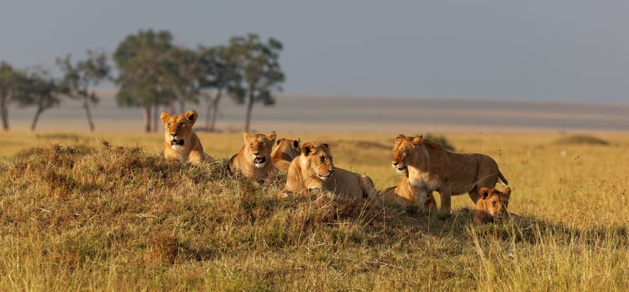 Lejonfamilj i Masai Mara i Kenya