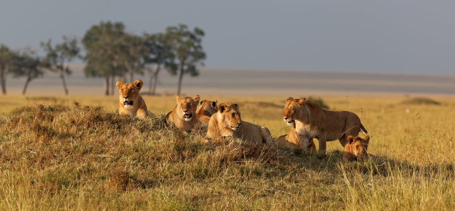 Løvefamilie i Masai Mara, Kenya