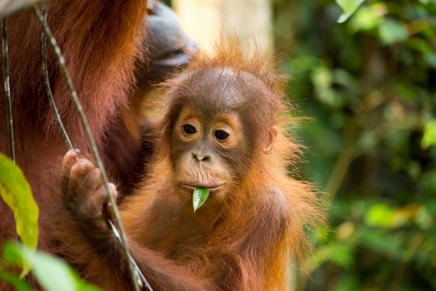 Oplev orangutanger i Malaysia