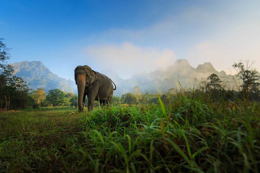 Elephant Hills