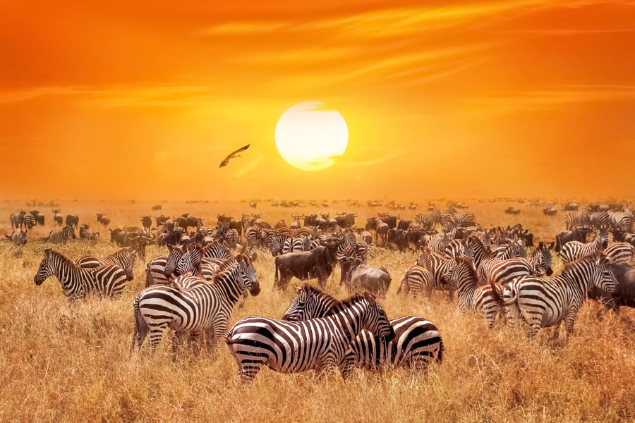 Zebras at sunset