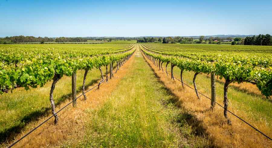 Australiens mest utsökta vinområden