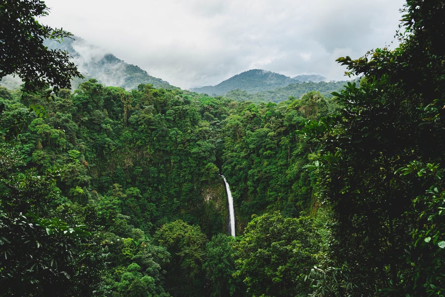 Costa Ricas jungle