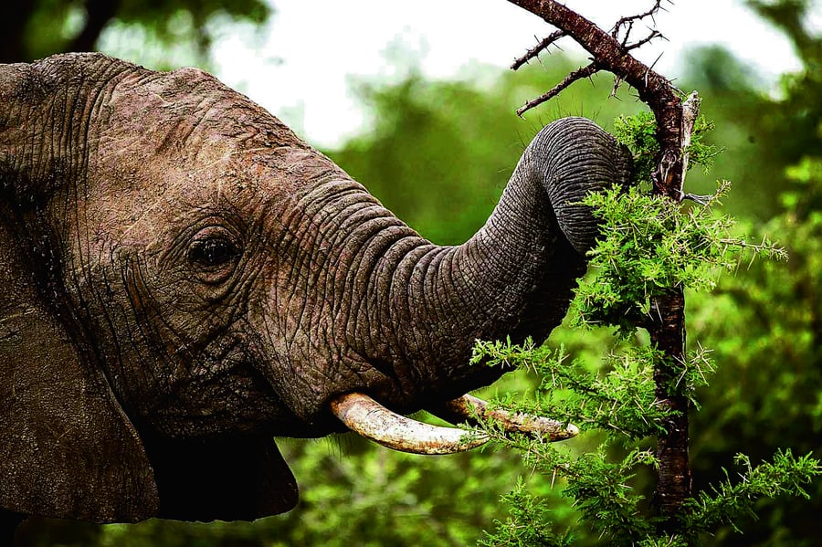 Elefant