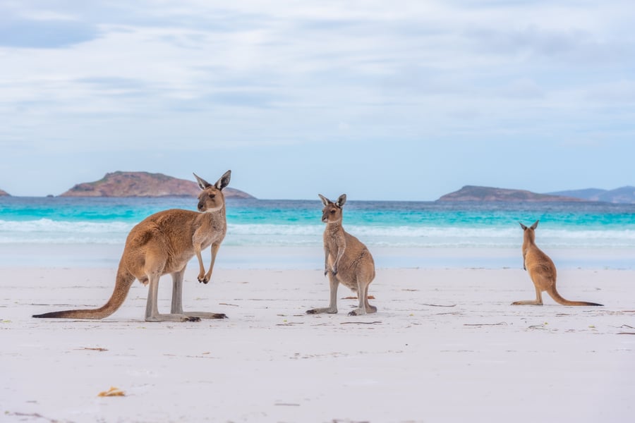 Kænguruer i Lucky Bay, Australien